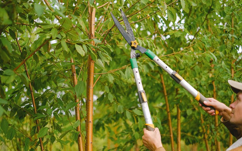 Tree trimming in Theodosia, MO